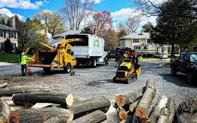 Best Fruit Tree Pruning  in Mead, CO