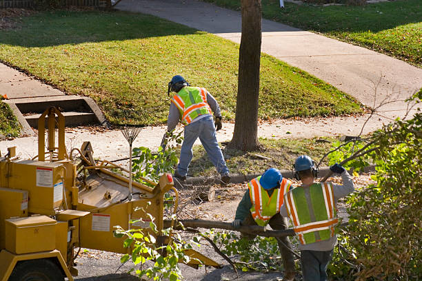 How Our Tree Care Process Works  in  Mead, CO