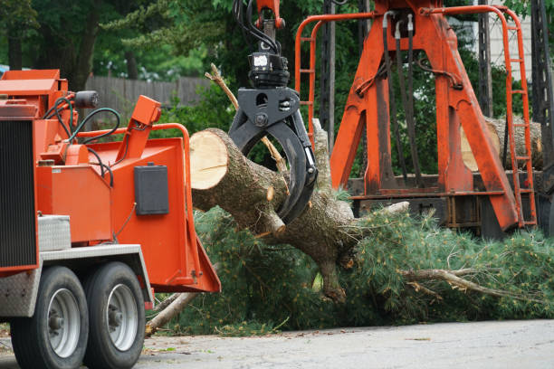 Reliable Mead, CO Tree Removal Solutions