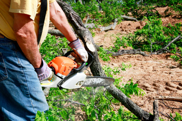 Tree and Shrub Care in Mead, CO
